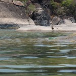Bird at Otter Point